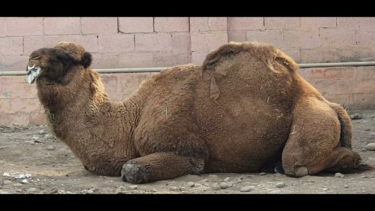 2021 йил декабр Зоопарк Фергана December 2021, Fergana Zoo