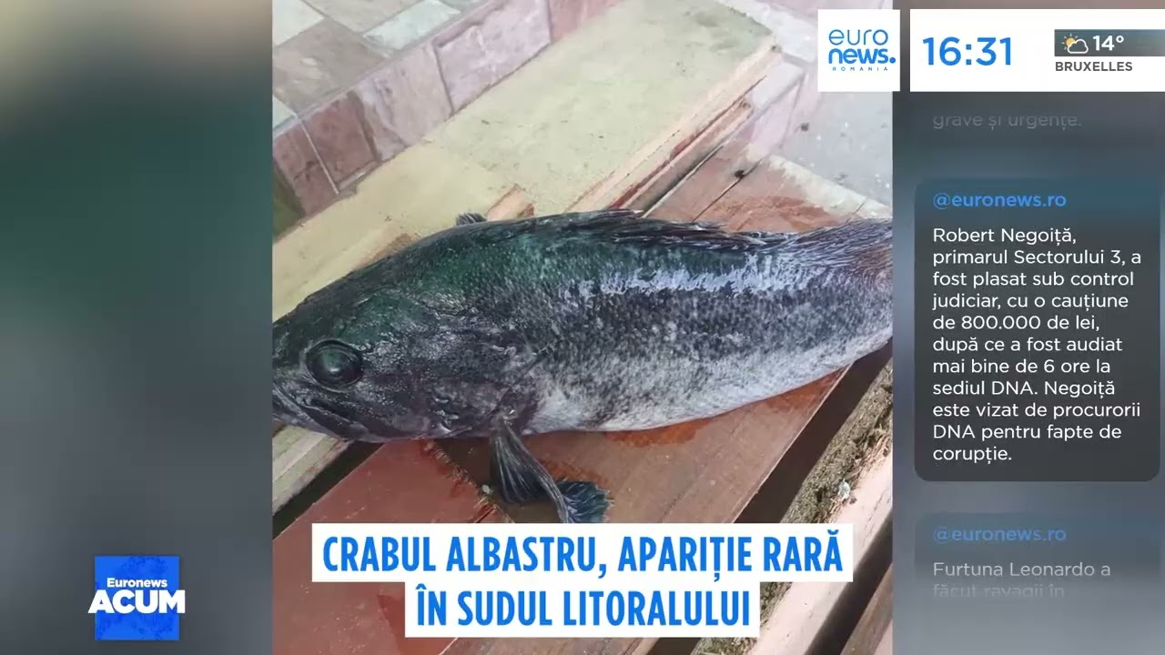 Crabul albastru, apariție rară în sudul litoralului românesc