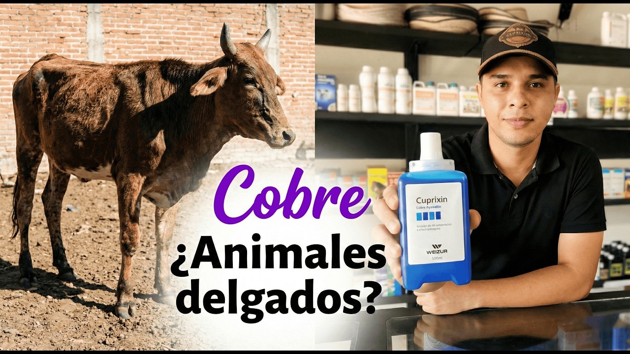 ¿Bovinos que no engordan? Ojo con la deficiencia de COBRE