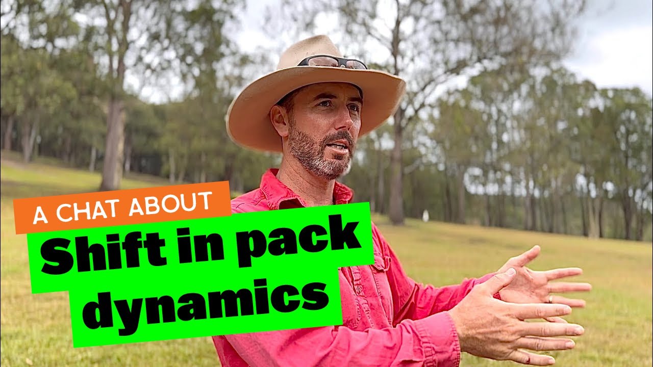 Chat About Shift in Pack Dynamics | Pack of 20 Dogs Living Together