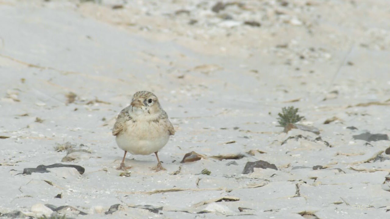 Dunn's Lark - עפרוני שחור זנב