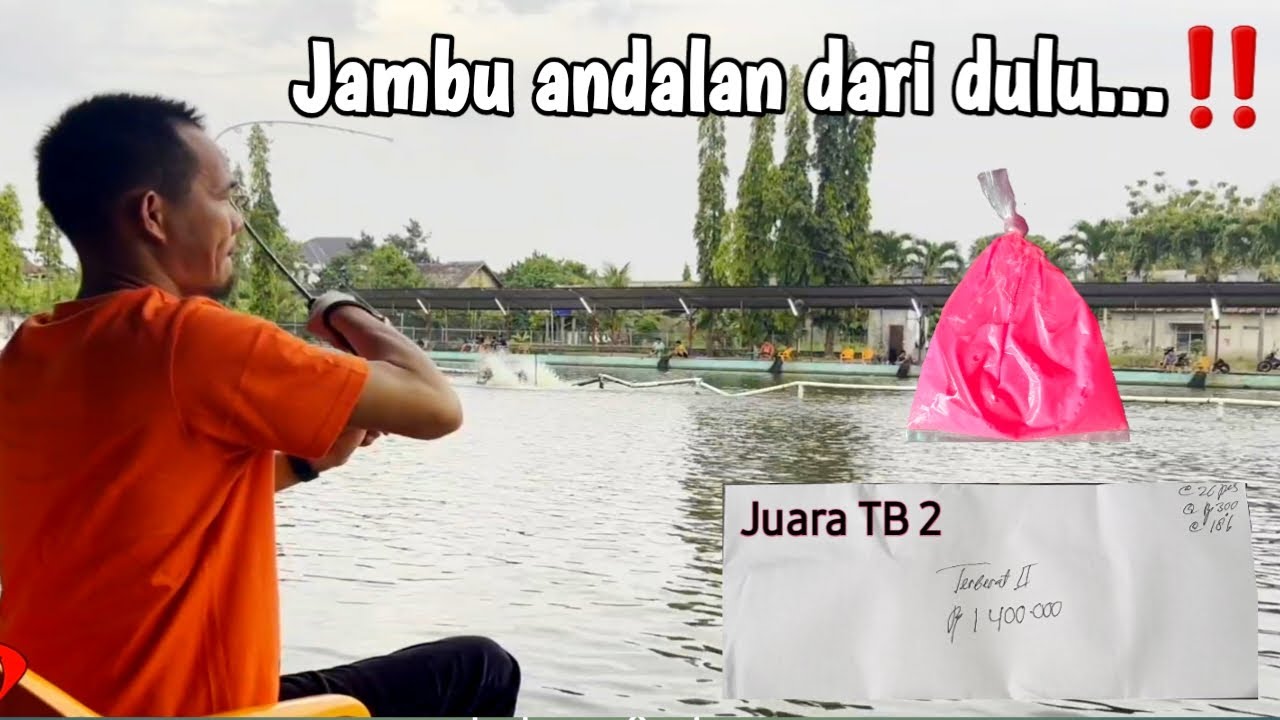 Mancing galatama pakai Umpan jambu andalan dari dulu...‼️#kp-31