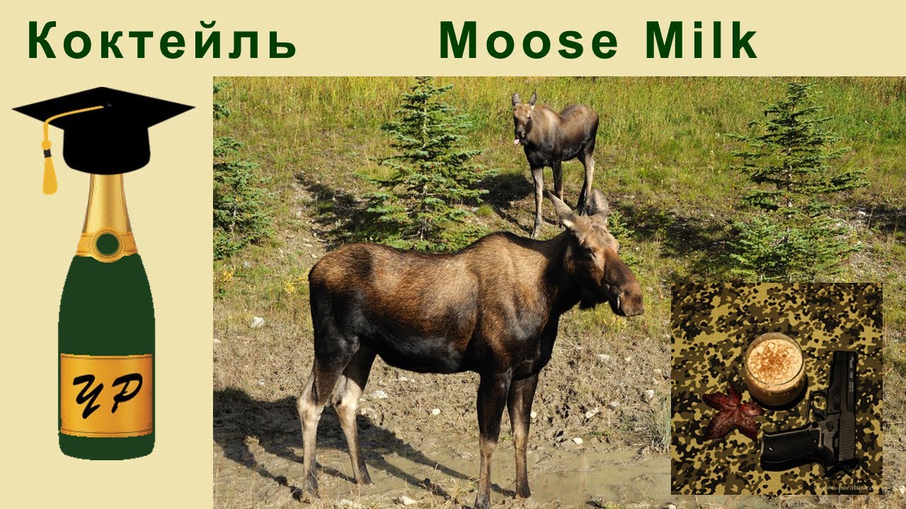 Moose Milk (Лосиное Молоко) – молочный коктейль канадской армии.