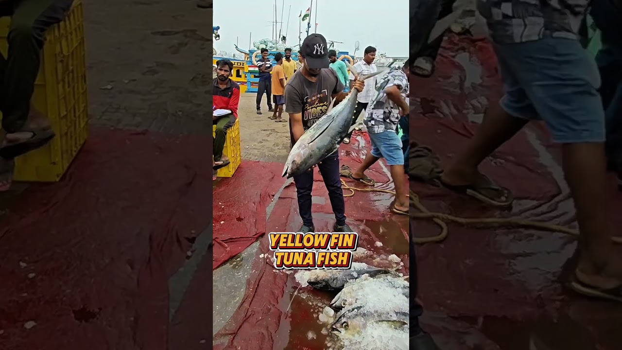 🦐 Fresh Sea Foods in Vizag | Order via WhatsApp Today! 8247898398| Nemo Sea Foods #ytshorts #vizag