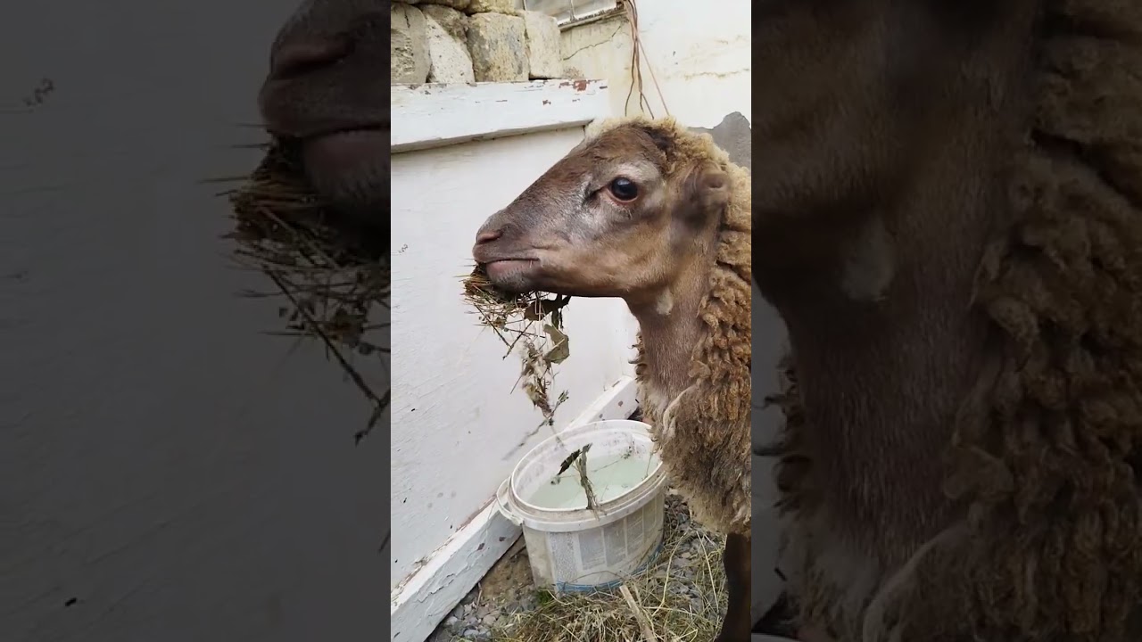 Quzu ot yeyir. Sheep eating.#sheep #quzu #qoyun #sheepfarming #sheepvideo #shortvideo #funny #short