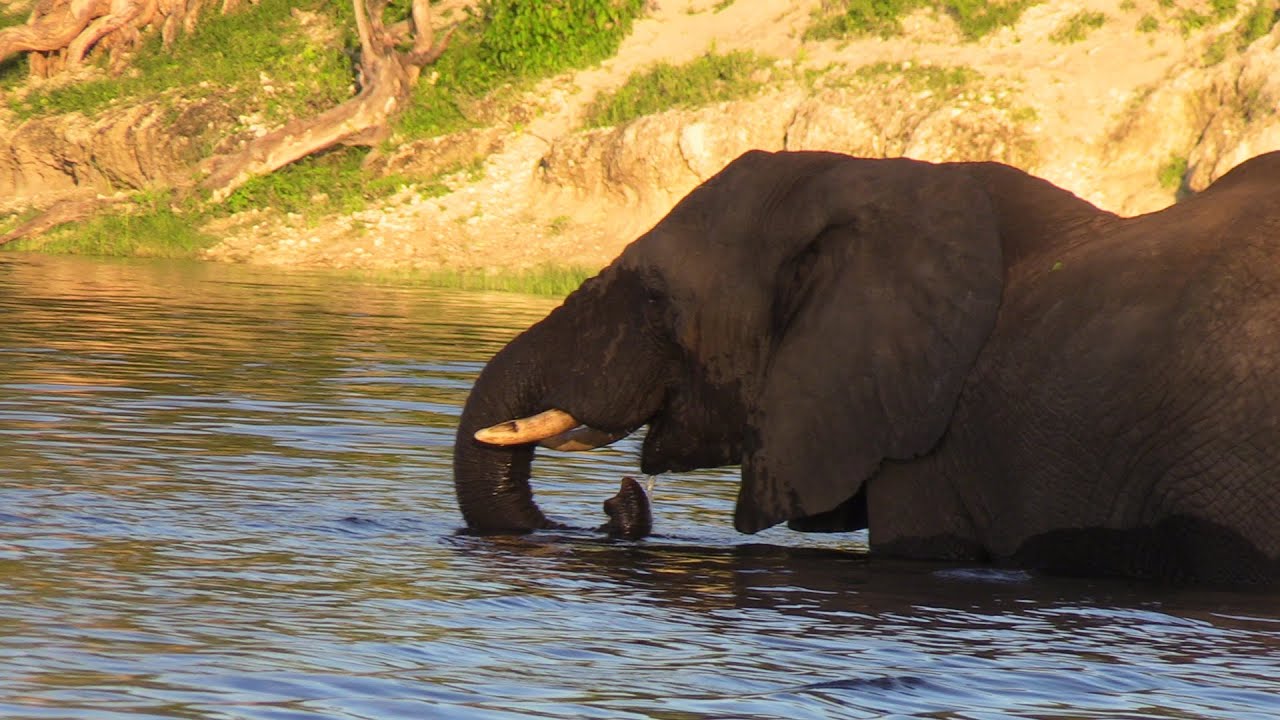 Botswana Chobe River Photography, Birding, Big5 Safari  Pangolin Boat