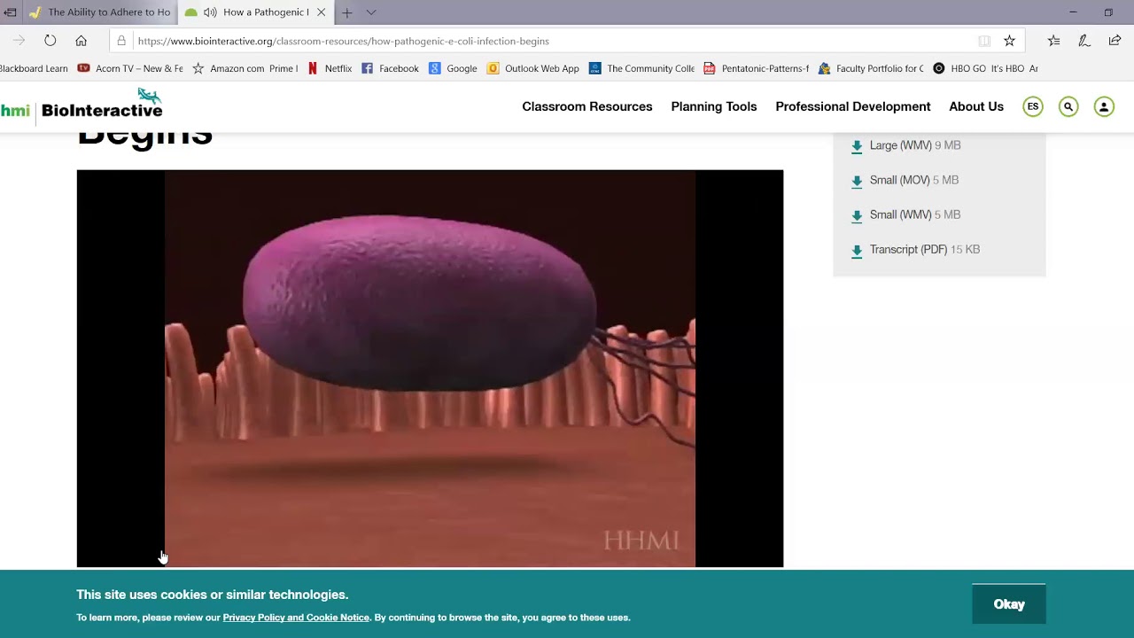 The role adherence plays in promoting bacterial colonization of the body