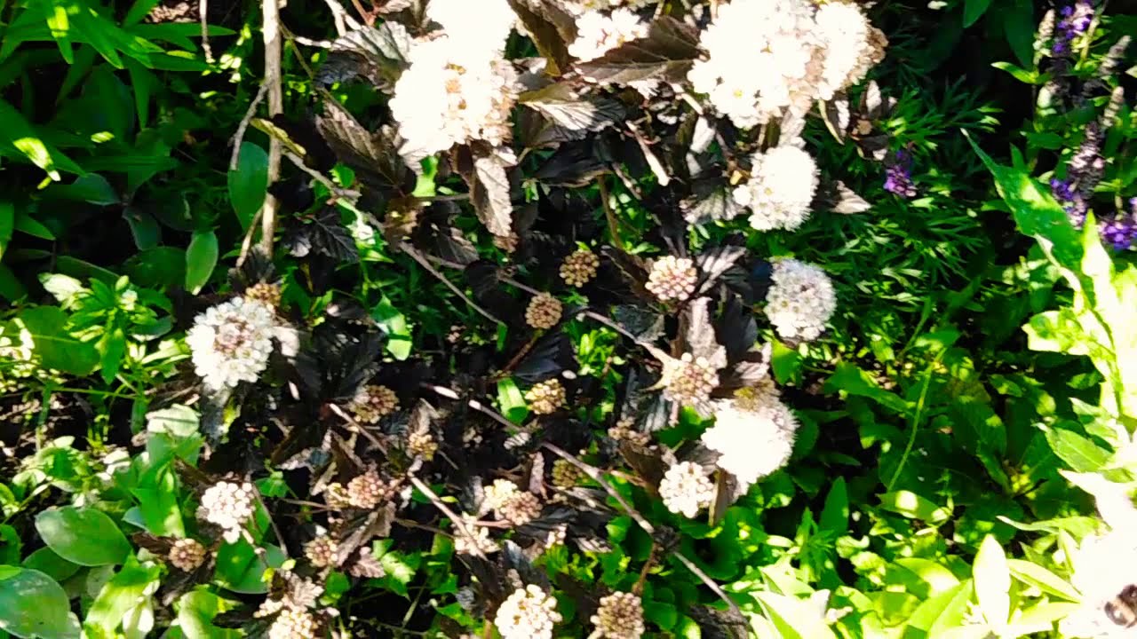 Trzmiel- gajowy (Bombus lucorum) robotnica.