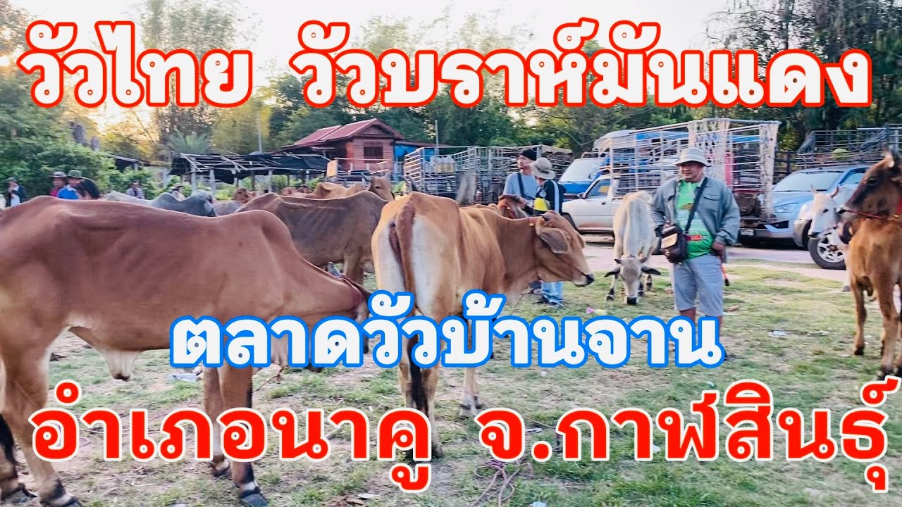 #วัวไทย #วัวบราห์มันแดง #ราคาวัววันนี้ 10 มีนาคม 2569 #ตลาดวัวบ้านจาน #อำเภอนาคูจังหวัดกาฬสินธุ์ 