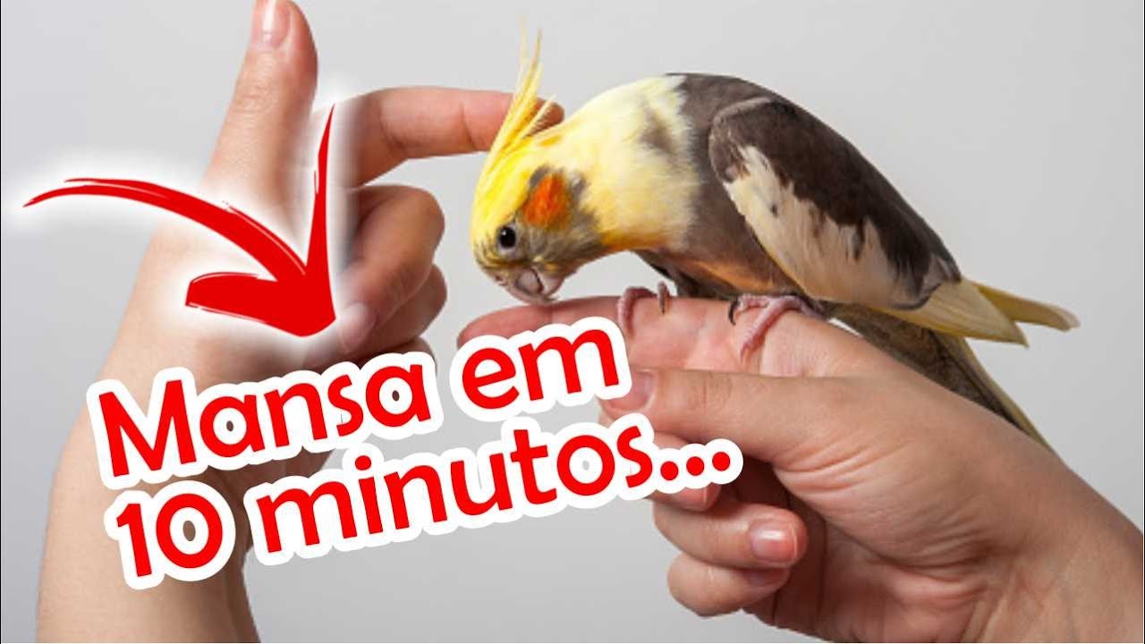Como Amansar Calopsita Canto para Amansar Calopsita - Cockatiel