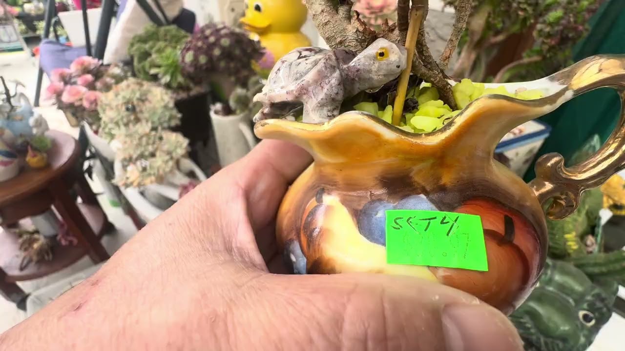 succulents 34 - Sen Đá nhà ngoại 34