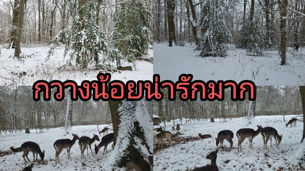 ทีเยอรมันเก็บกระเทียมป่าได้หรือไม่คลิปนี้มีคำตอบ-Januar 2026(เดินป่าหิมะ)