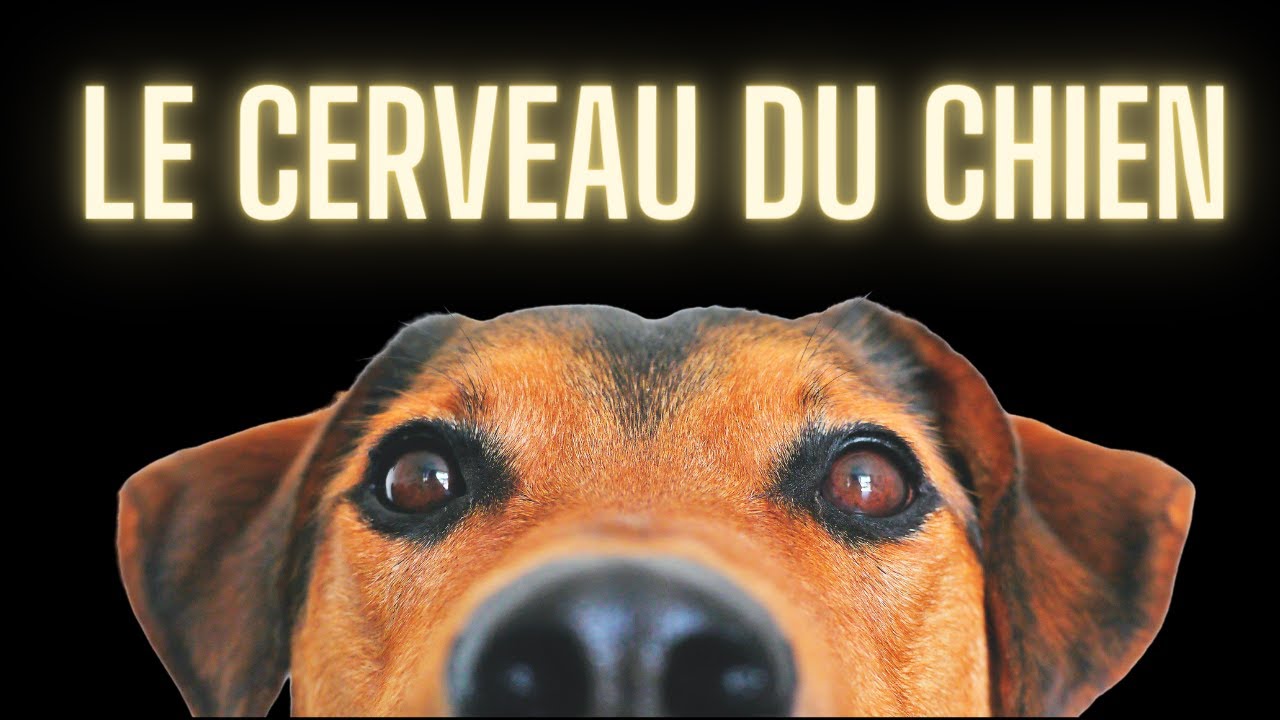 Le cerveau du chien - quelques réponses scientifiques