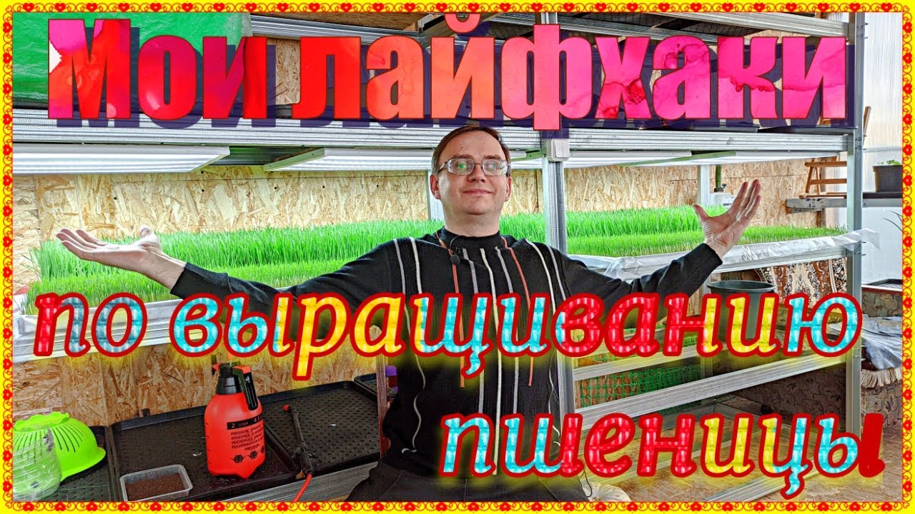 Мои #лайфхаки по выращиванию пшеницы на #витграсс