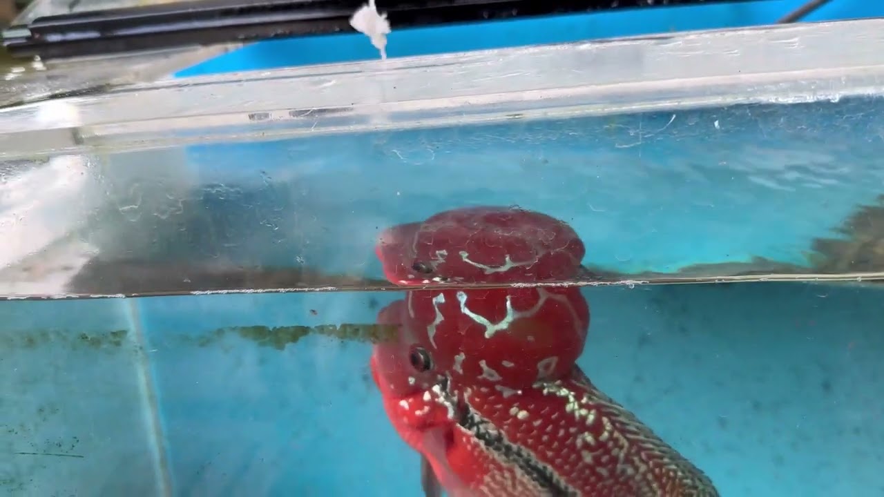Feeding Raw Shrimp to my Flowerhorns Properly!