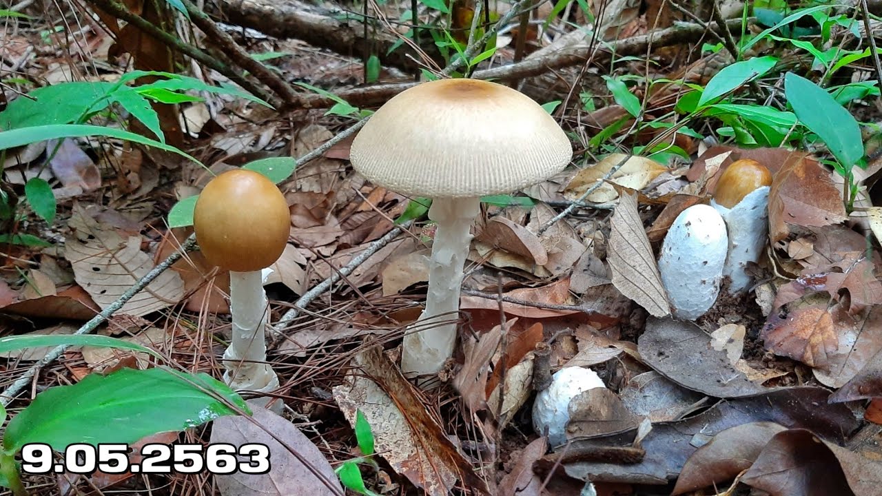 หมานๆแต่เช้าเก็บเห็ดระโงกดอกใหญ่ๆเข้าป่าใหญ่น้อยคนที่จะกล้ามา..wild mushrooms hunting