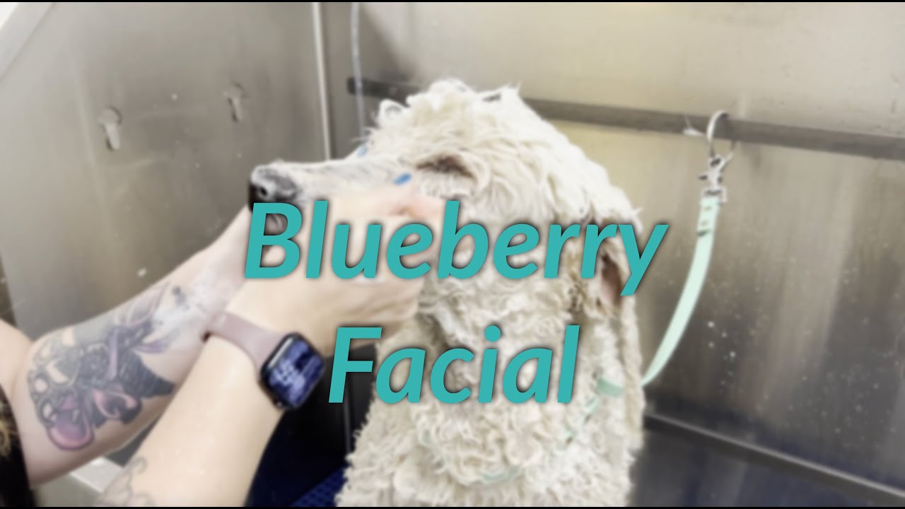 South Bark's Blueberry Facial Shampoo