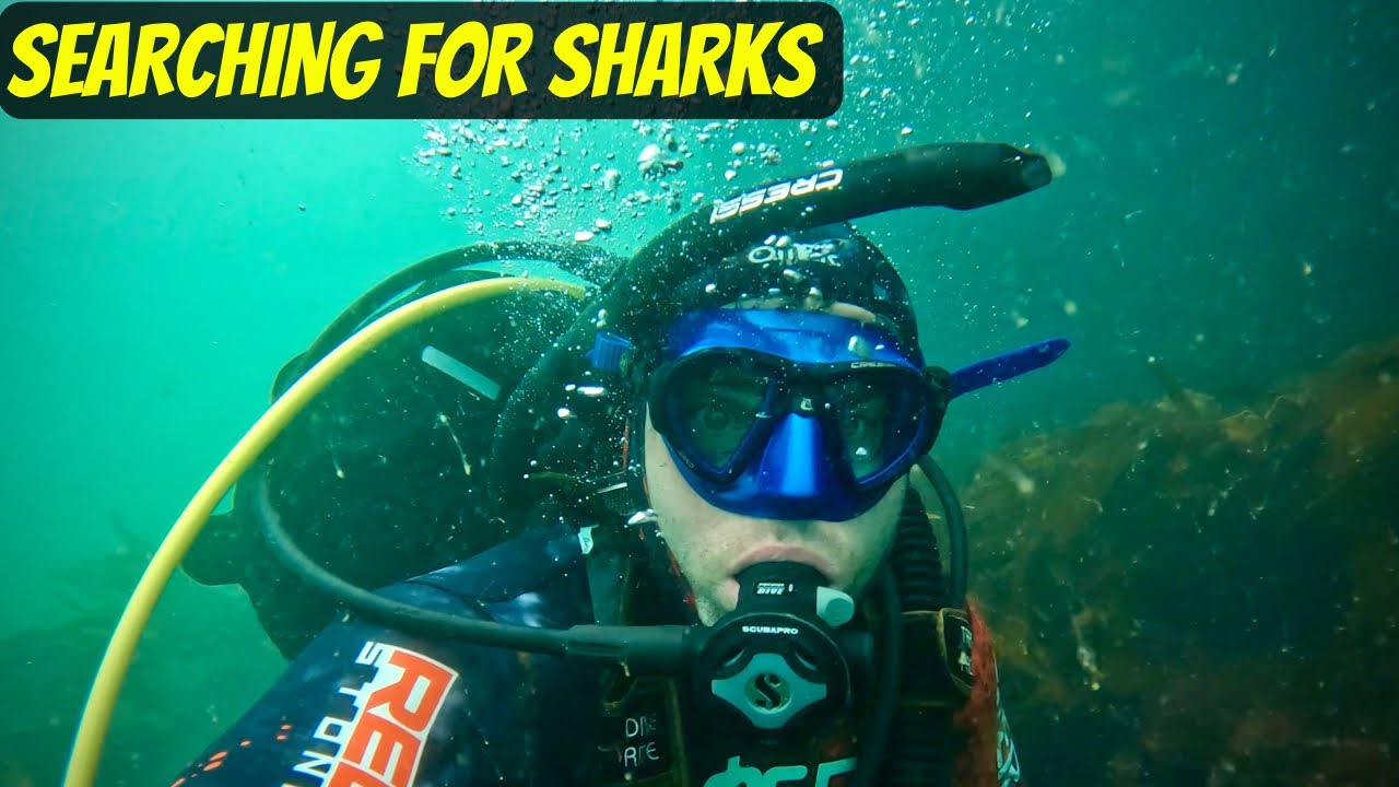 ПРЕСЛЕДОВАНИЕ АКУЛ ВОКРУГ ОСТРОВА ПОСЛЕ НАБЛЮДЕНИЙ 🦈