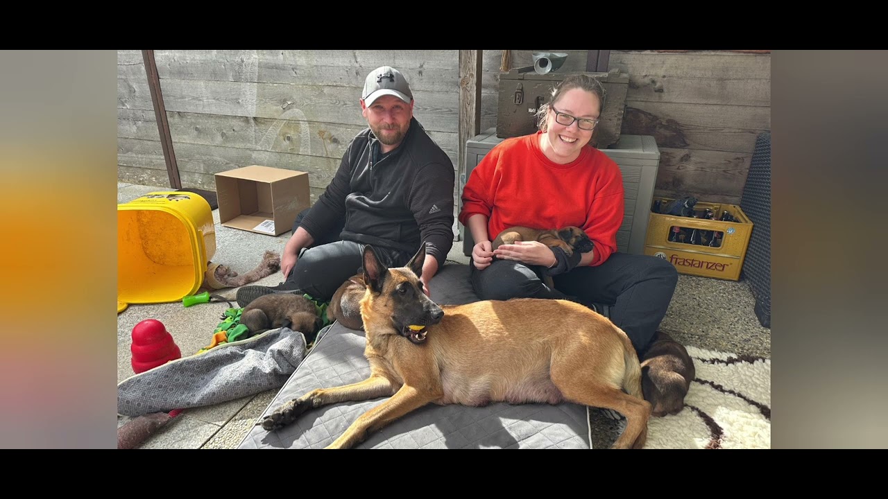 C-Wurf Malinois vom Seelenfeuer 5. Lebenswoche 