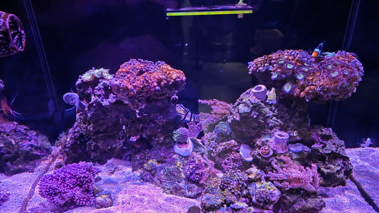 Как спаривать рыбу-клоуна — Waterbox 35.2 — Эпизод 4