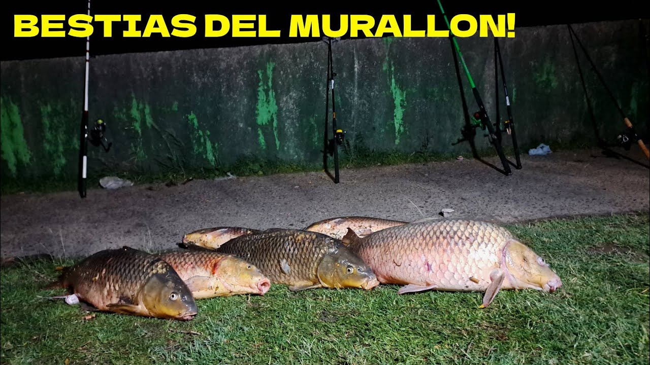 LUGAR GRATIS, CERCA DE BS AS LLENO DE PESCA/ ERA Y TIRAR Y SACAR TERRIBLES BESTIAS, RIO DE LA PLATA