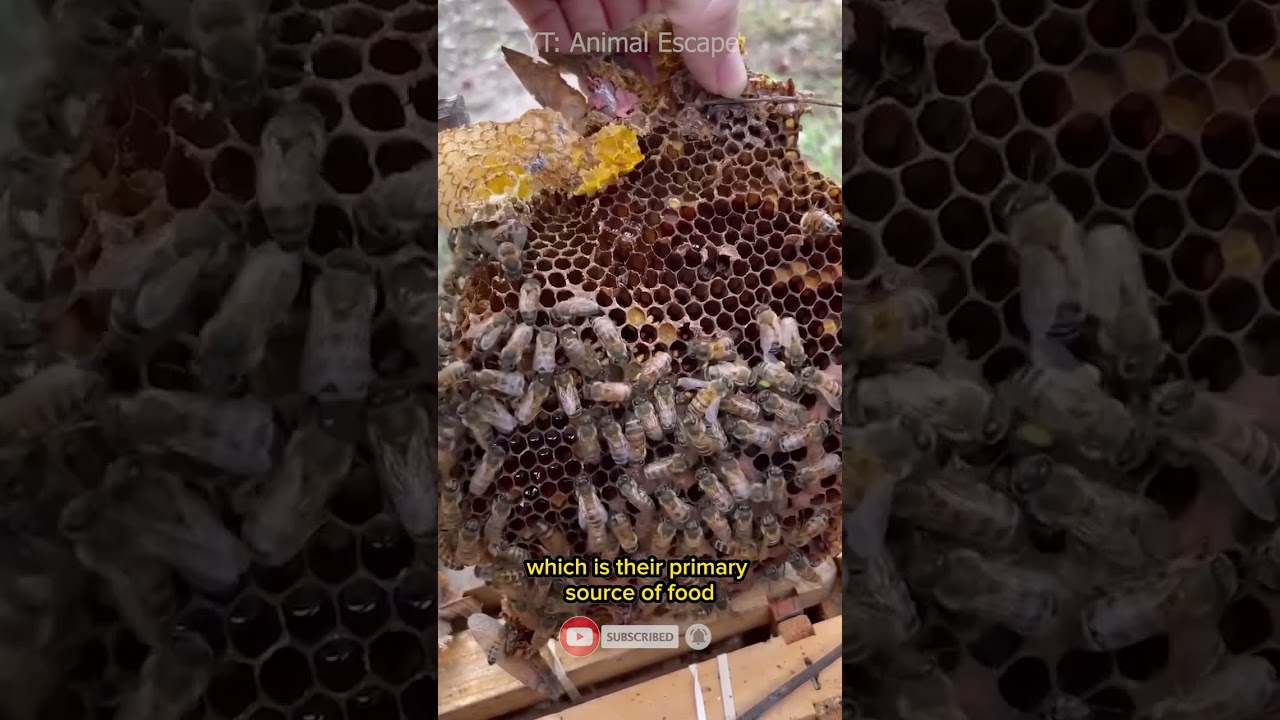 Bees collect nectar from flowers