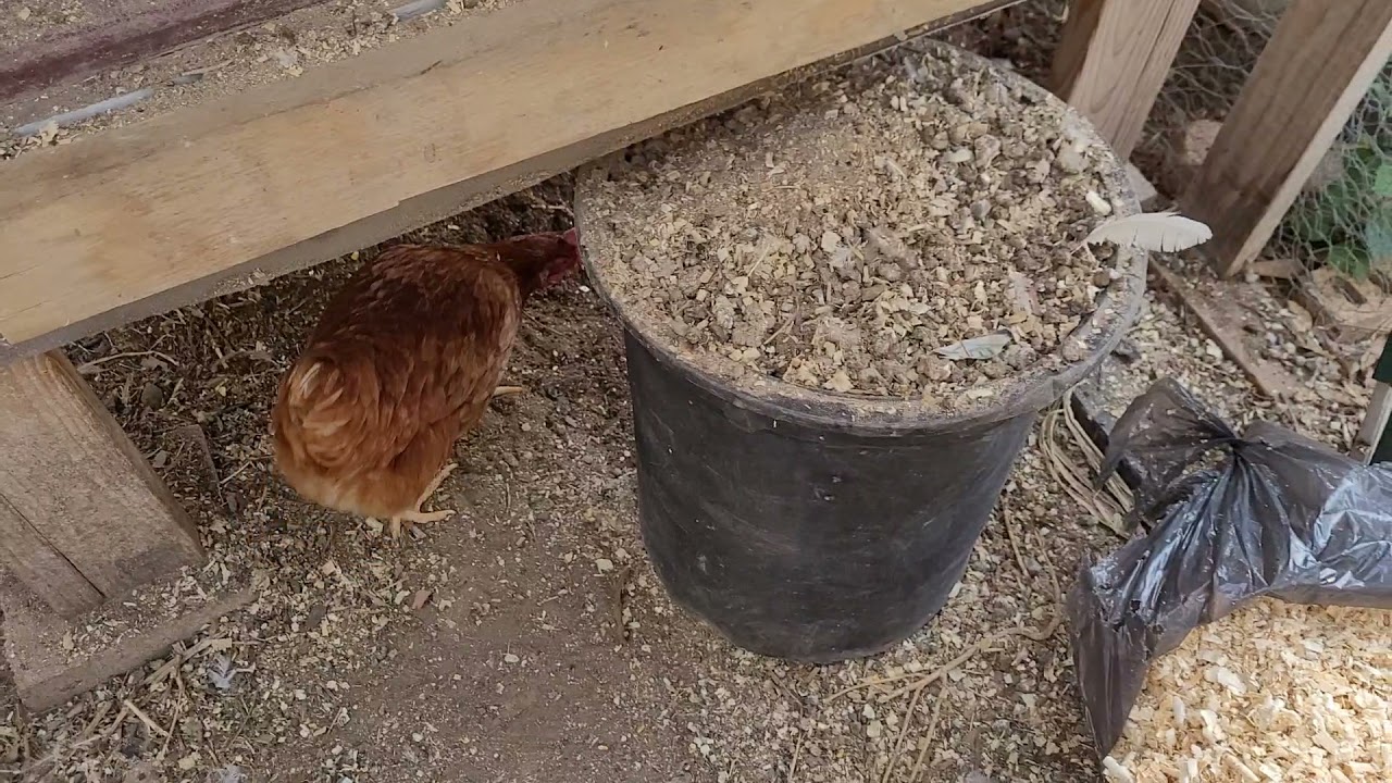 como abono mis plantas con caca de gallina (gallinaza)