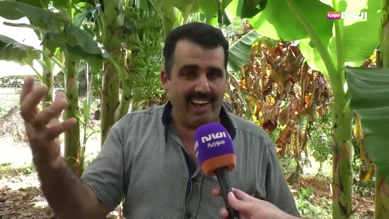 زراعة فاكهة الموز في محافظة طرطوس