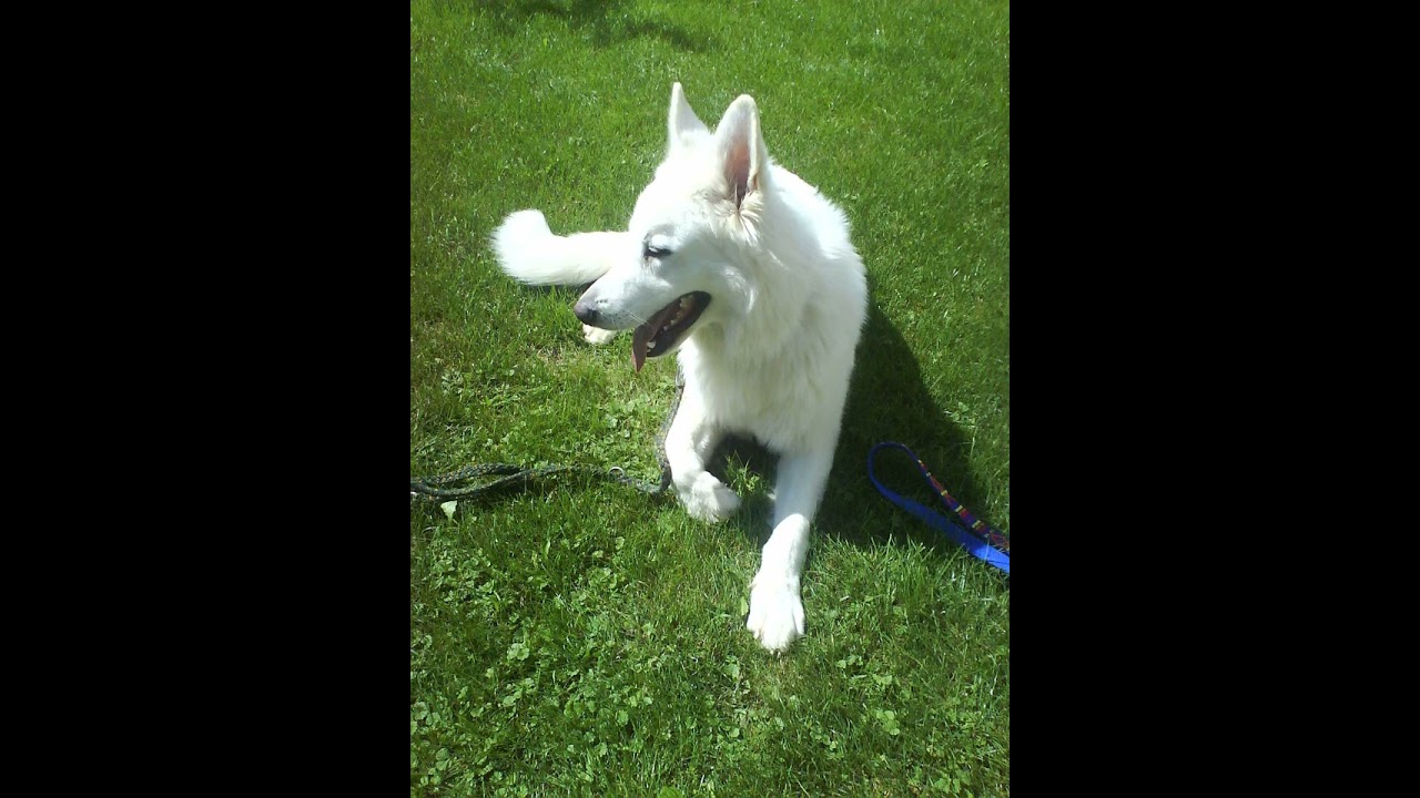 Die erste Stunde  #Hund  #Tod #Blindenführhund 
