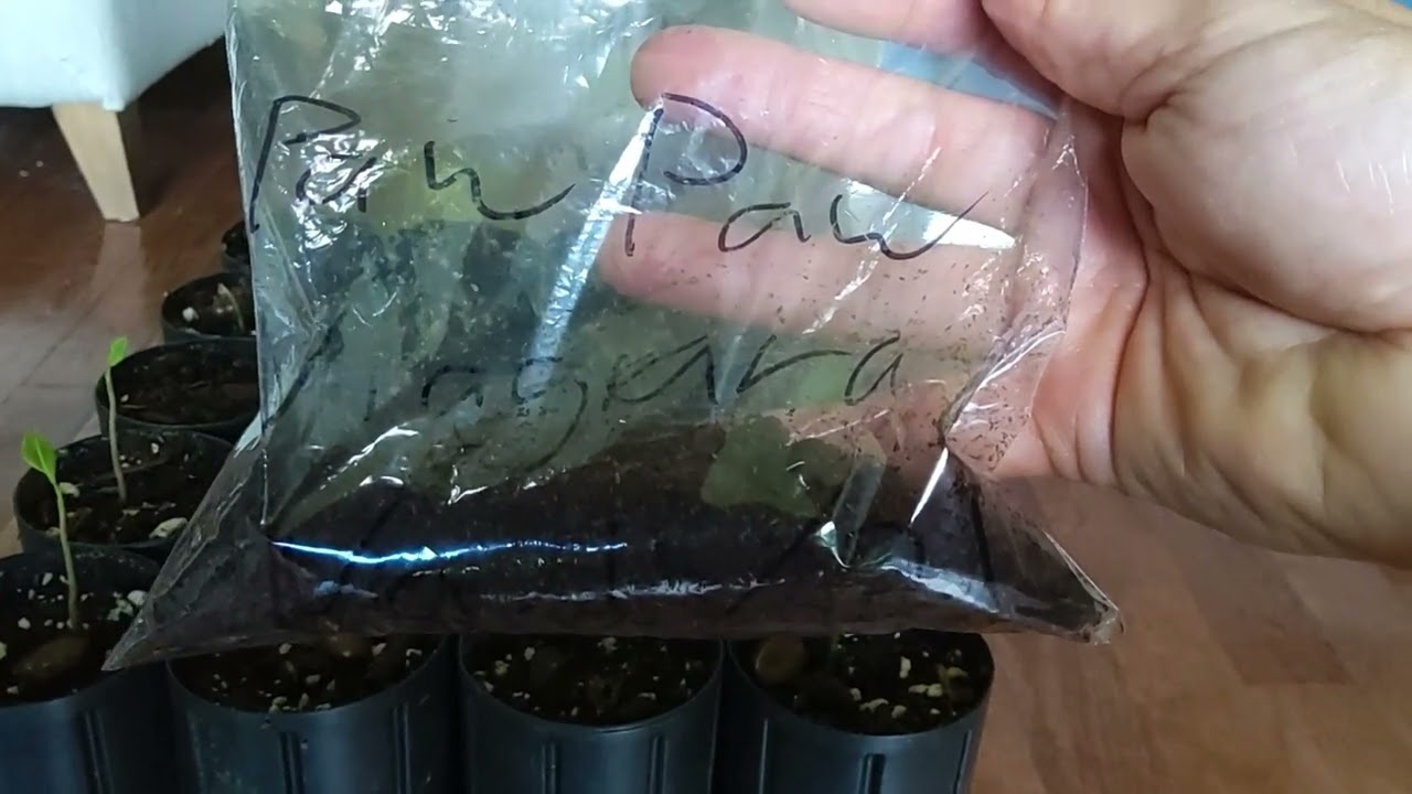 Germinating Paw Paw (Asimina triloba) seeds in Southern Ontario