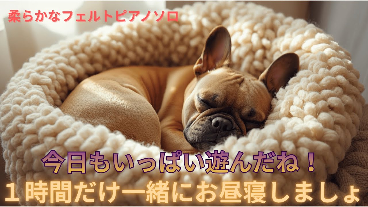 1時間だけ一緒のお昼寝｜愛犬と飼い主のための睡眠用ヒーリング音楽【犬の睡眠・リラックス】