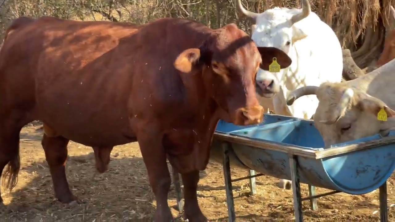 YA SE ESTÁ RECUPERANDO EL TORO ￼