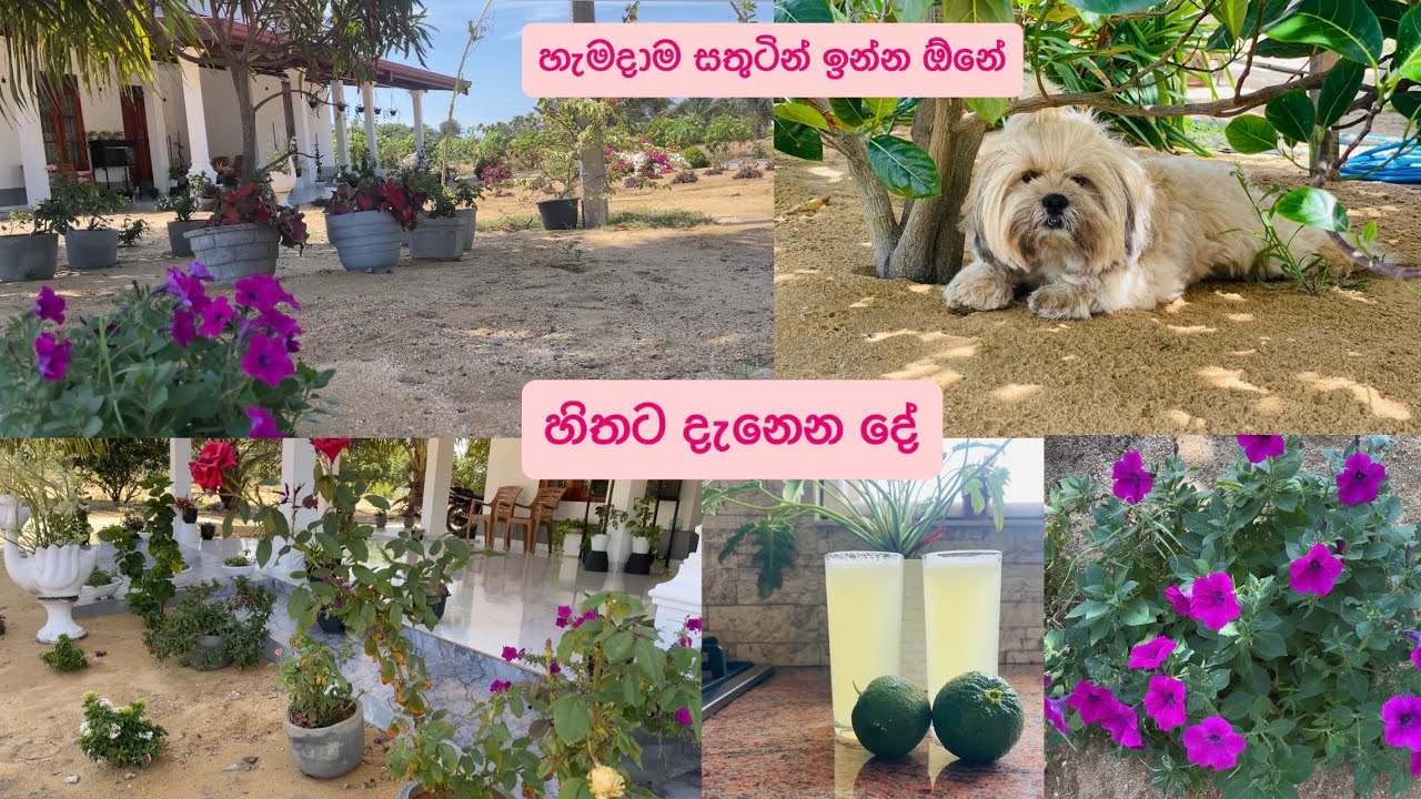 හිතට දැනෙන දේ❤️හැමදාම සතුටින් ඉන්න ඕනේ❤️🐶🌺
