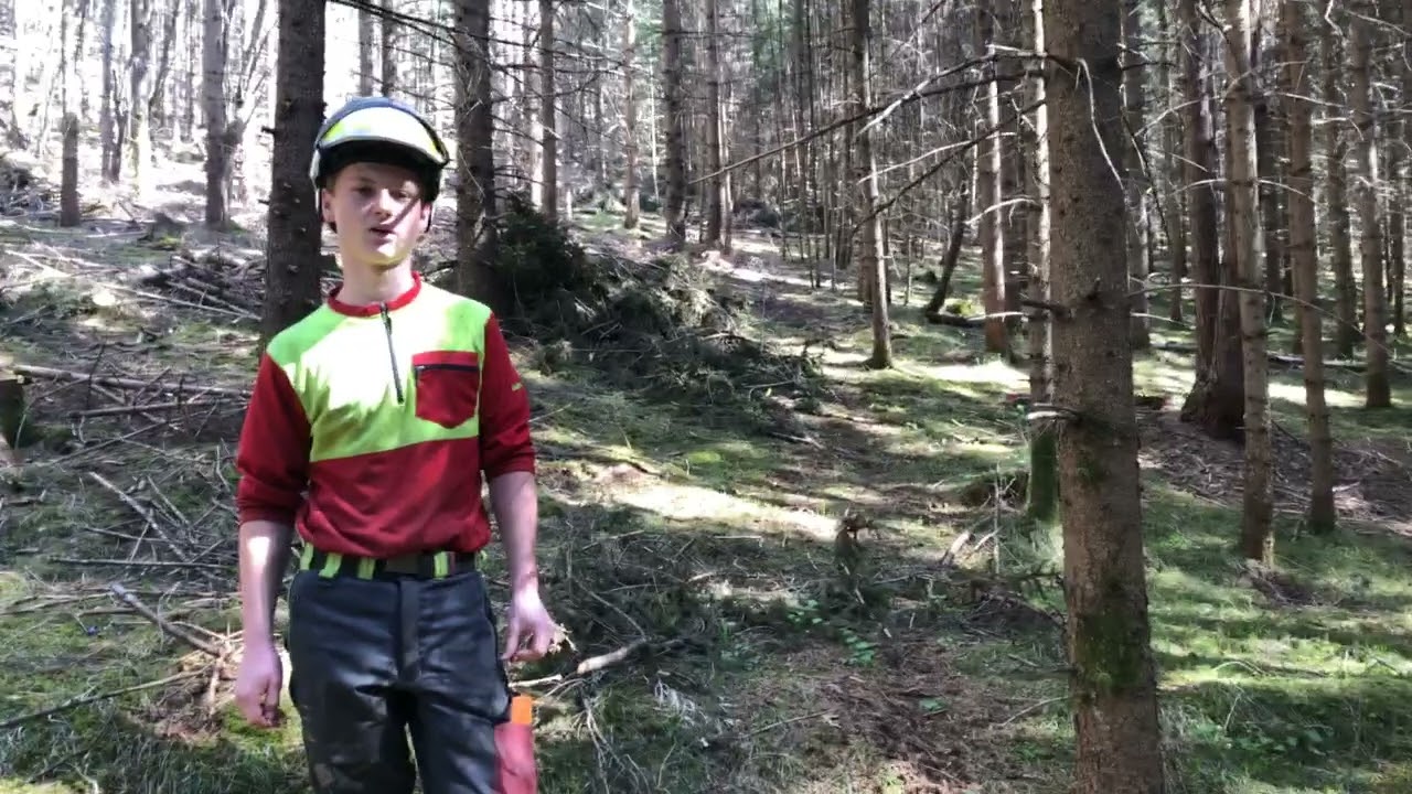 Die Waldpflege ist enorm wichtig f&uuml;r stabile und klimafitte W&auml;lder