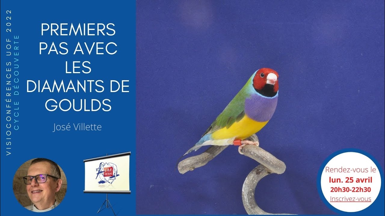 Premiers pas avec les diamants de Gould - Visio'UOF 27