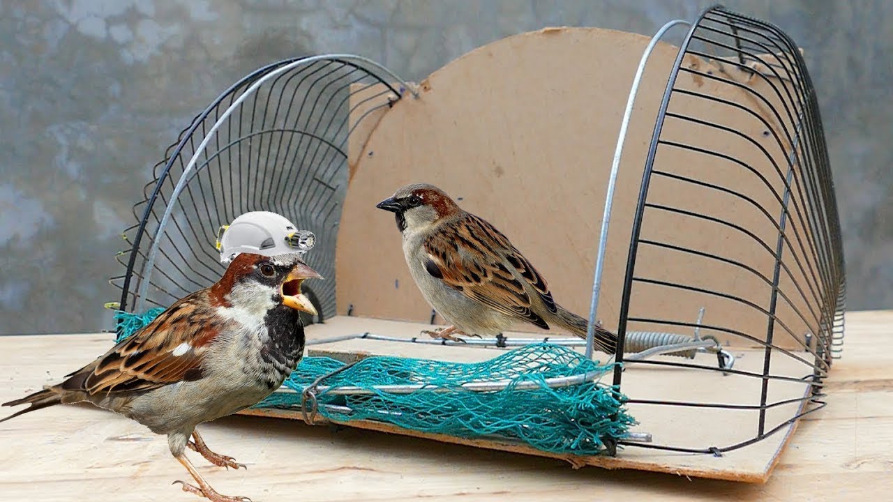 Tecnología de trampas para pájaros: cómo hacer una trampa de red de resorte para pájaros