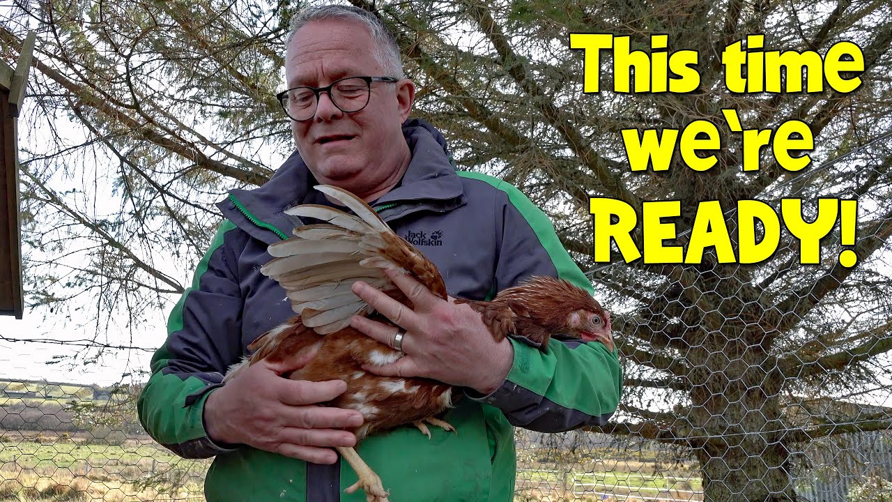 A Predator Killed Our Last Chickens – This Time, We’re Ready!