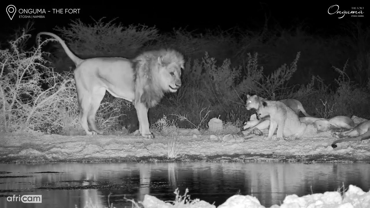 Playtime with Dad: Lion Cubs Bother Male Lion at the Waterhole