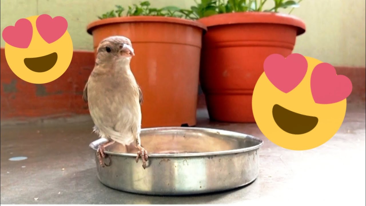 Watch Sparrow enjoying her snacks |Sparrow |birds|birds lovers|birds watching| गौरैया |chidiya|pakhi