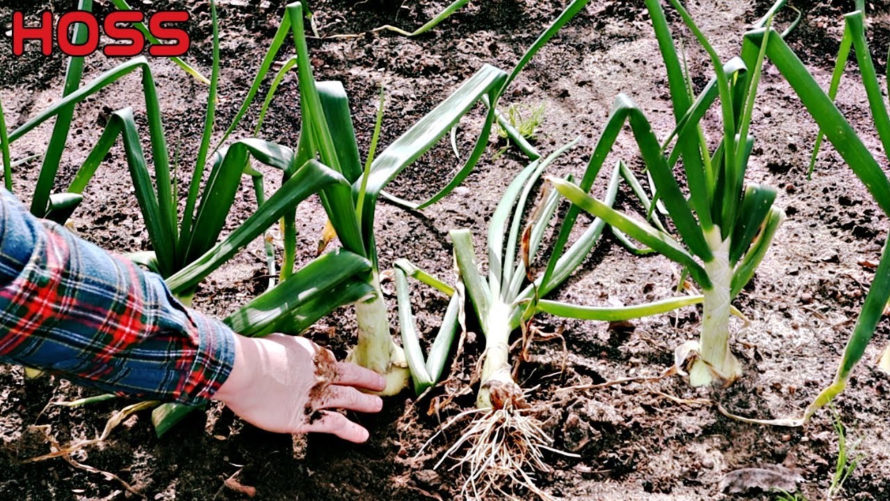 This May Be the BEST ONION VARIETY We've Ever Grown!