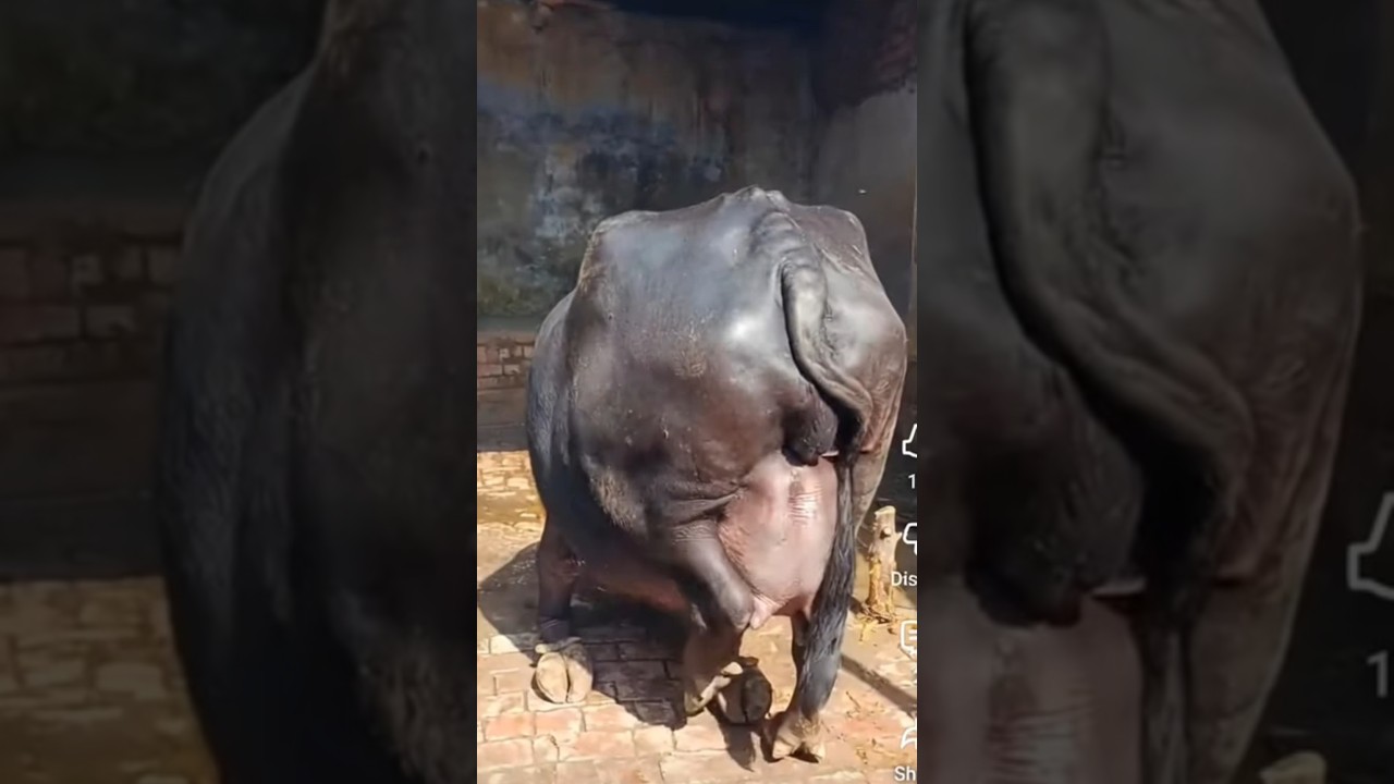 English Titles:Cute Buffalo Calf Drinking Milk from Mother #nature #wildlife #viral #desertlife