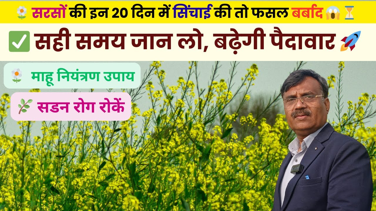 सरसों में इन 20 दिन में ना लगाएं दूसरा पानी 🚱🌼 | सरसों में जड़ सड़न रोग | मांहू का नियंत्रण #kisan