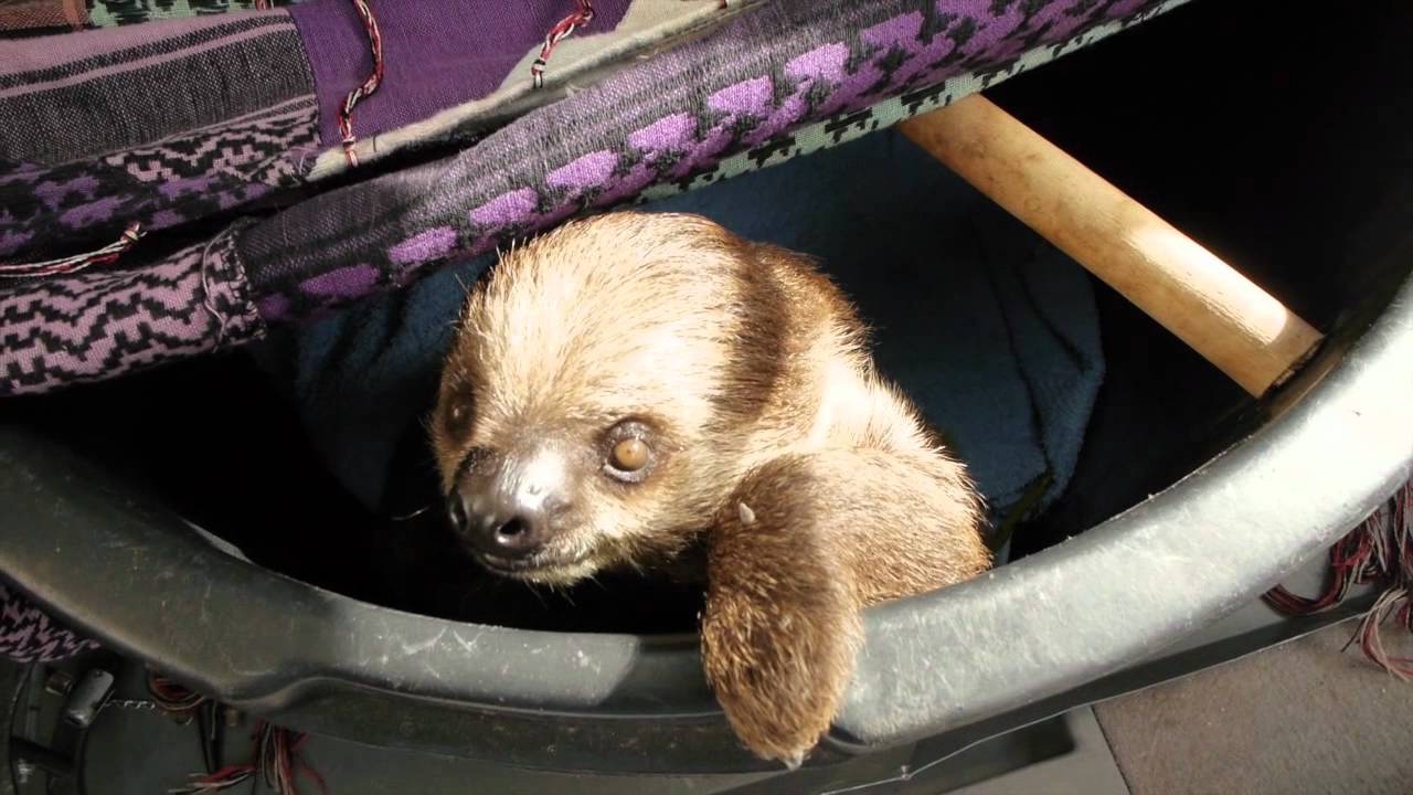 Rescued Baby Sloth