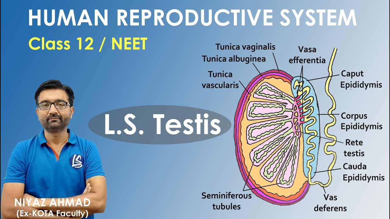 L.S. Testis | Internal Structure of Testis | Male Reproductive System | Class 12 | NEET