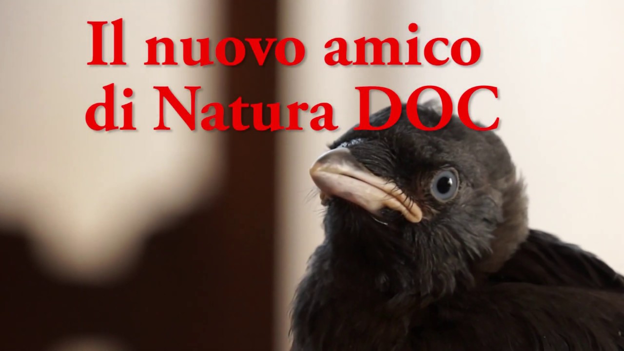 Il nuovo amico di Natura DOC - pulcino di taccola (Coloeus monedula)