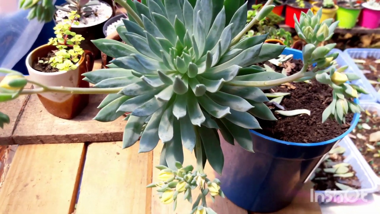 Graptoveria fanfare o Sedeveria fanfare - Cali suculentas