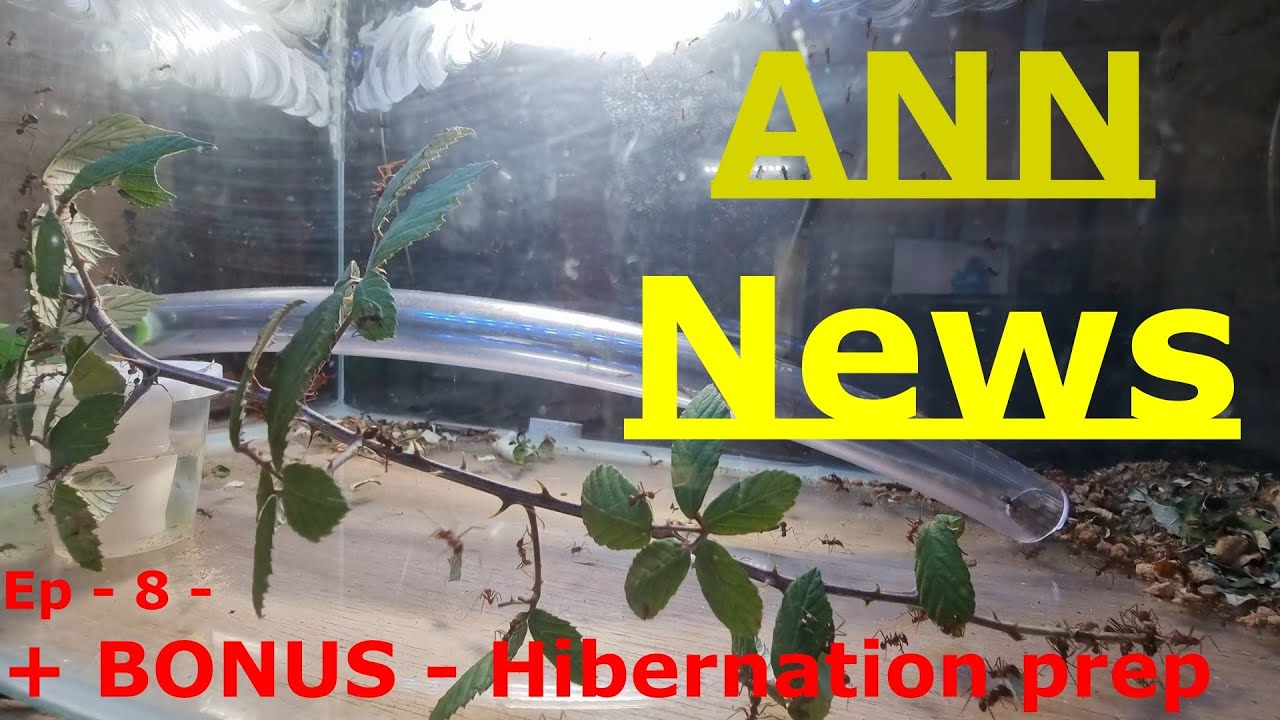 ANN News Ep-8 - Ant News Network News - Rewuploaded and improved