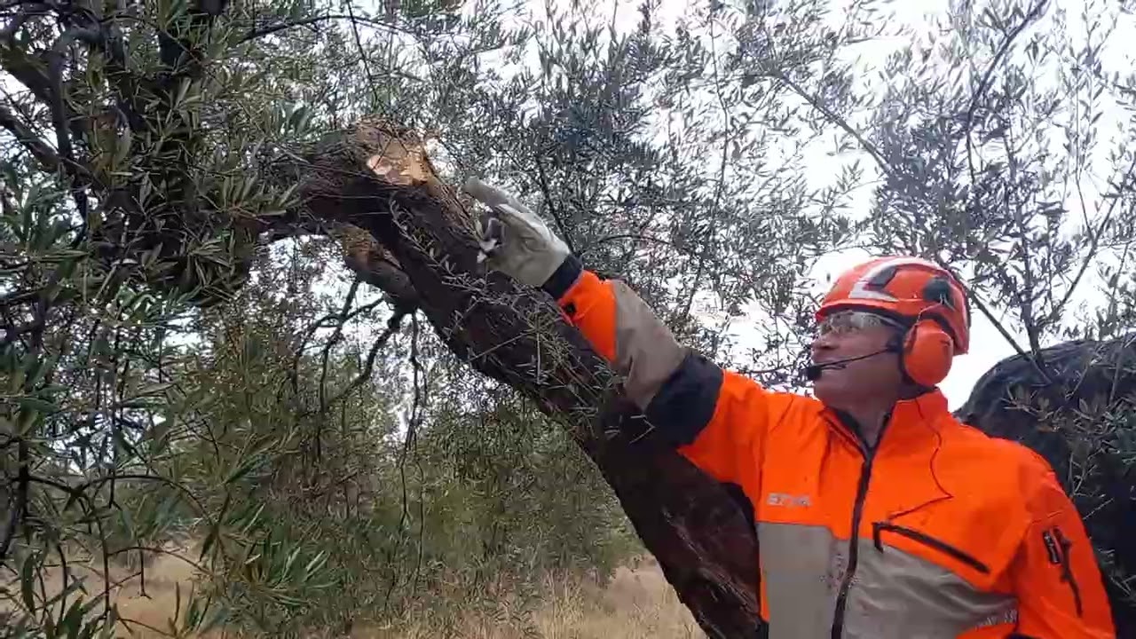 PODA OLIVO JAÉN VÍDEO 40 BIS