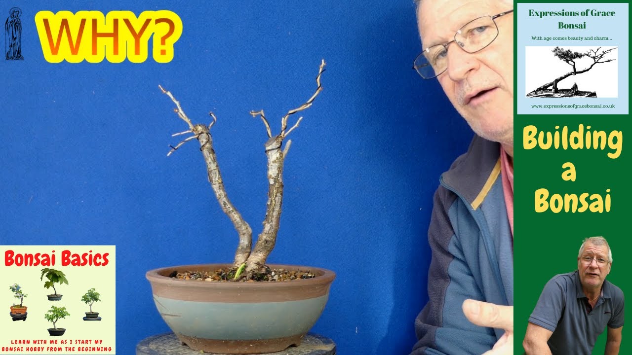 HOW to grow Bonsai from CHEAP Nursery Plants: Fuji Cherry (Year 2)
