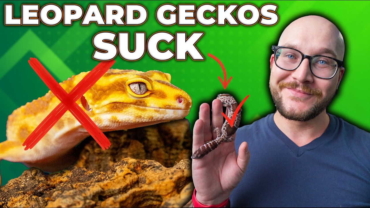 DO NOT Get a Leopard Gecko! African Fat Tail Geckos are WAY Better!